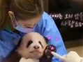 熊猫小贝爆料视频大全,视频大全精彩瞬间回顾