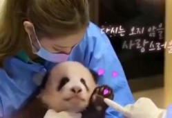 熊猫小贝爆料视频大全,视频大全精彩瞬间回顾